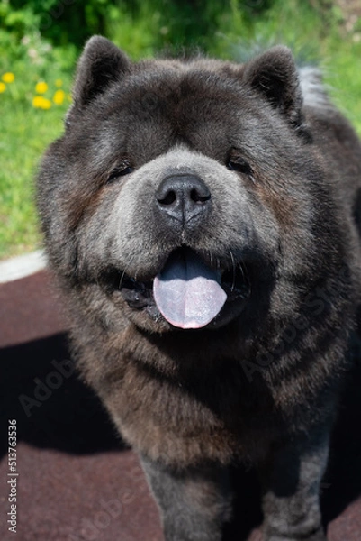 Obraz a beautiful portrait of chow chow dog