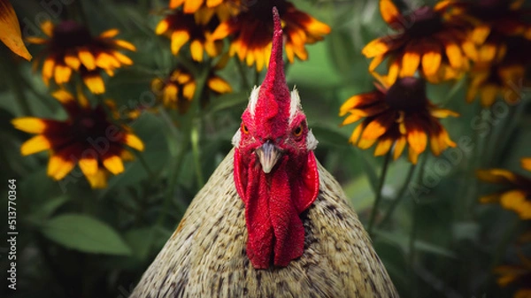Obraz Feathers and flowers