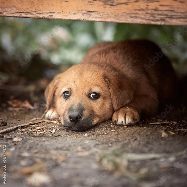 Obraz German shepherd puppies in nature