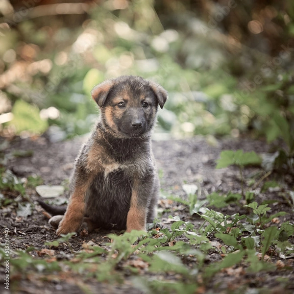 Obraz German shepherd puppies in nature