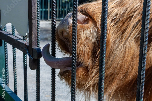 Fototapeta Highland - Scottish cow begs for food from zoo visitors, animal in captivity