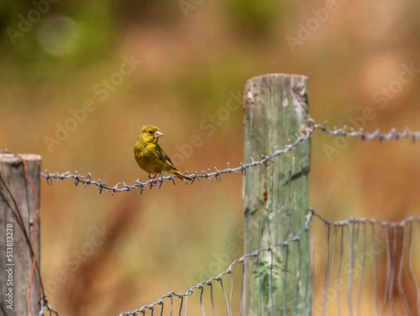 Obraz sparrow on a branch