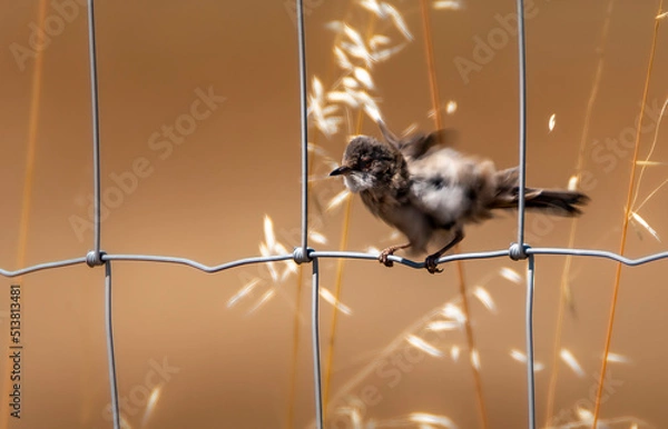 Fototapeta squirrel on the roof