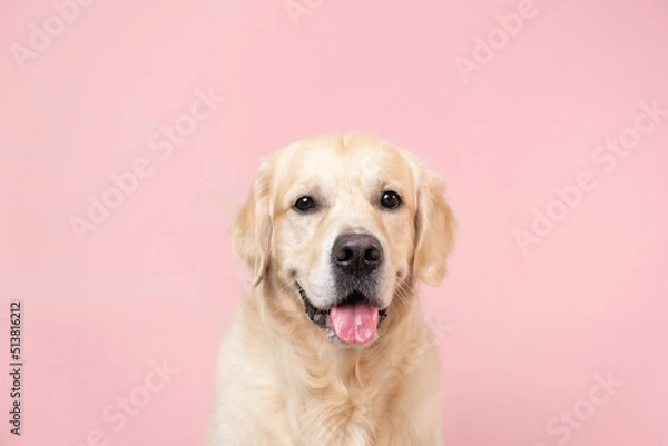 Obraz Portrait of a happy dog looking straight at the camera. Golden Retriever sitting on pink background with space for text. Postcard with a pet