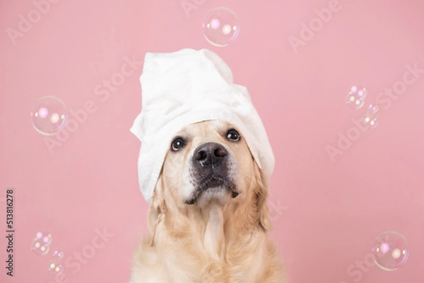 Fototapeta The dog is sitting on a pink background with a yellow duckling and soap bubbles. A golden retriever with a towel on his head takes a bath or a beauty treatment.