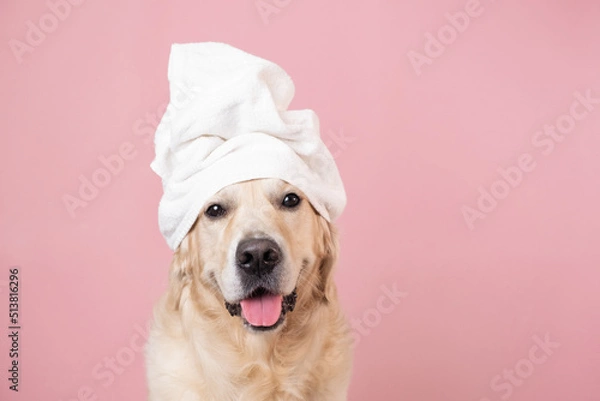 Fototapeta The dog is sitting on a pink background with a yellow duckling and soap bubbles. A golden retriever with a towel on his head takes a bath or a beauty treatment.