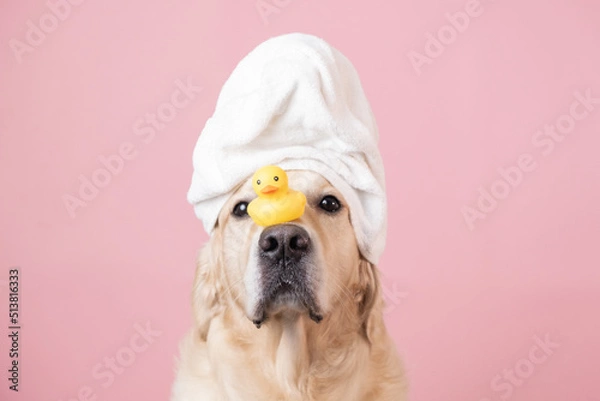 Fototapeta The dog is sitting on a pink background with a yellow duckling and soap bubbles. A golden retriever with a towel on his head takes a bath or a beauty treatment.