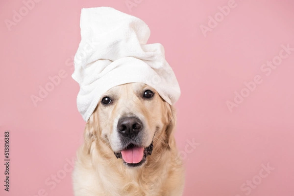 Fototapeta The dog is sitting on a pink background with a yellow duckling and soap bubbles. A golden retriever with a towel on his head takes a bath or a beauty treatment.