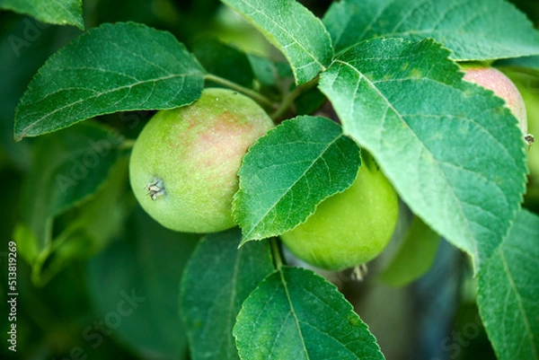 Fototapeta Apple Growing