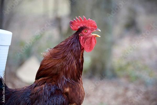 Fototapeta Rooster