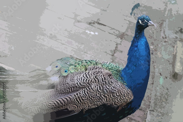 Fototapeta illustration of a peacock on a gray background
