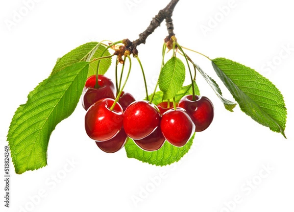 Obraz Cherries on a branch on white background