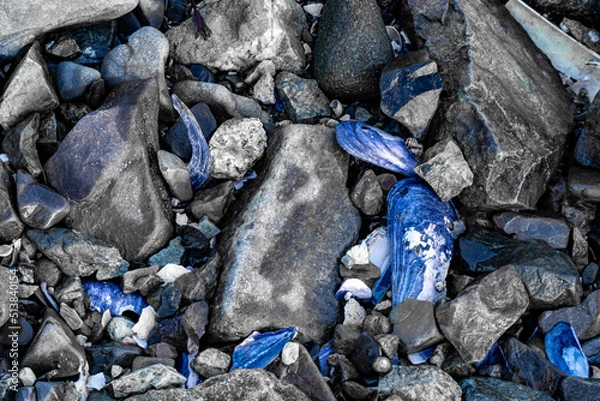 Fototapeta blue shells