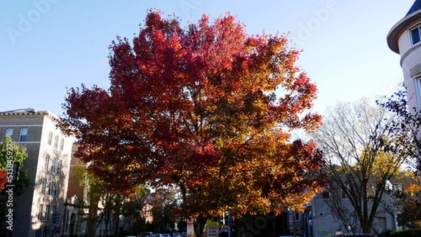 Fototapeta autumn in the city, large tree with autumn color leaves in a street of historic Washington DC, USA