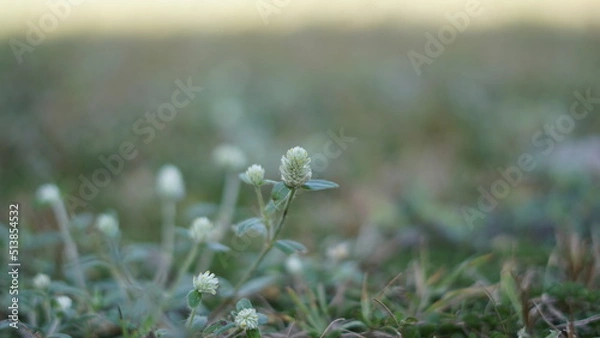 Obraz flowers in the grass