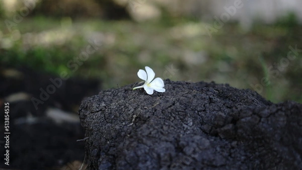 Obraz white flower placed on a rock, on the ground	.