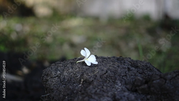 Obraz white flower placed on a rock, on the ground