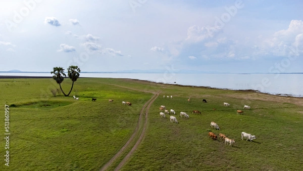 Fototapeta Duble palm tree in aerial view from done over inside Pasak Chonlasit dam with green grass and lake.
Photo of life and nature relate to freedom and Peaceful.
