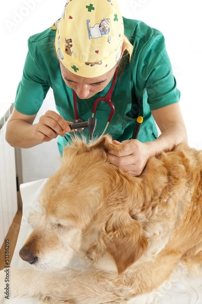 Fototapeta Veterinary consultation