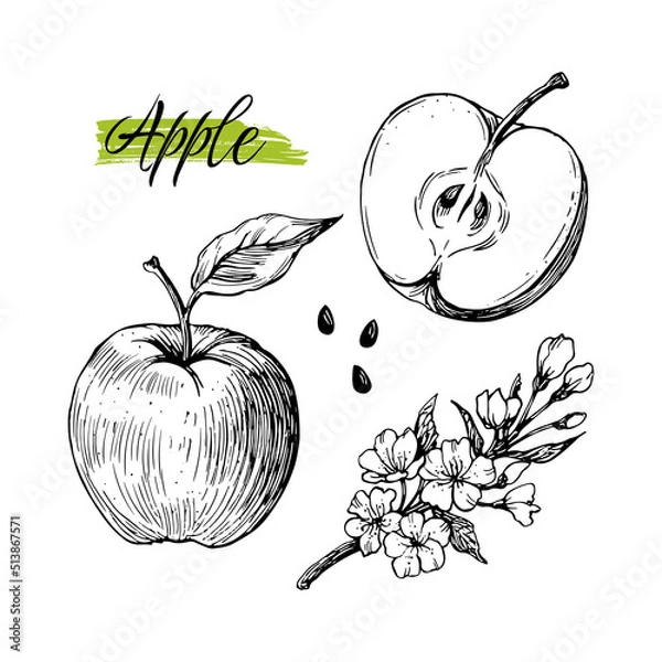 Obraz Hand drawn apple harvest elements isolated on white background. Apple, leaves, flower, seeds.