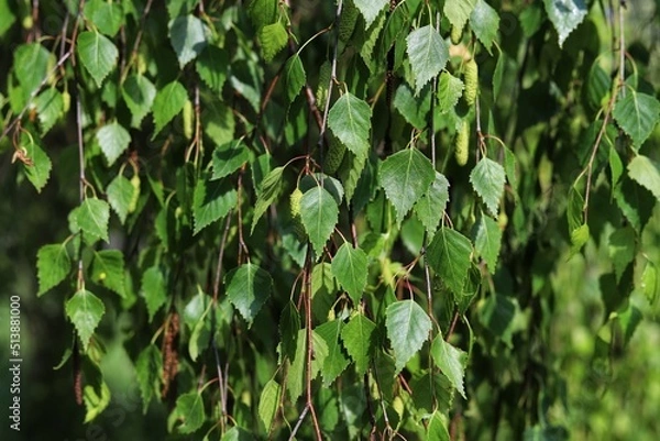 Fototapeta Detail of leafs and blossom of Betula pendula tree, silver birch.