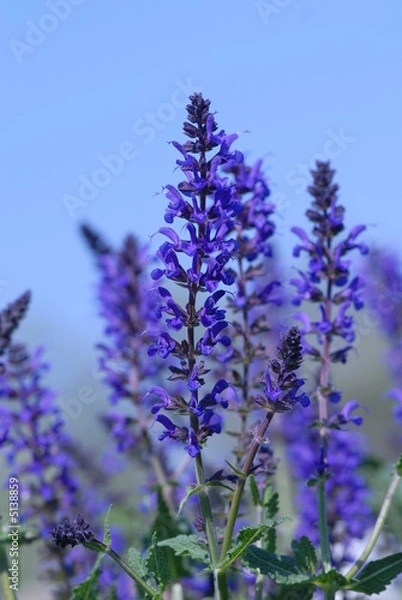 Obraz salvia