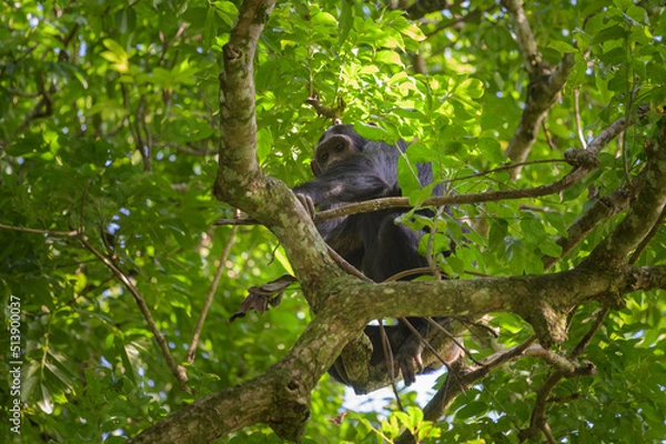 Fototapeta A chimpanzee sitting on a tree in a forest