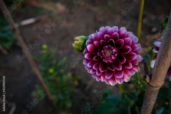 Obraz large black pink flower at sunset