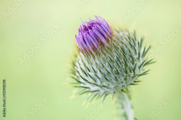Fototapeta Flowering thistle flower on a green blurred background with copy space for text.