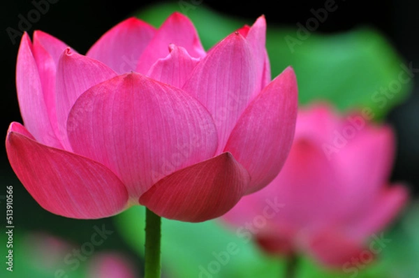 Obraz Blossoming lotus flowers