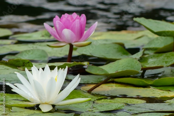 Fototapeta 滋賀県草津市のスイレン