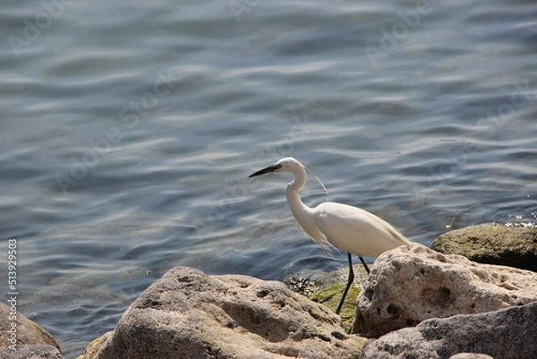 Obraz heron on a rock