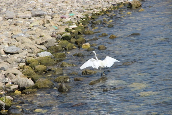 Obraz white heron in flight