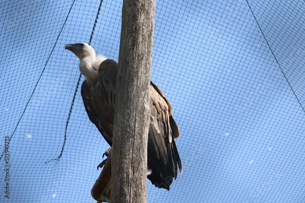 Fototapeta vulture