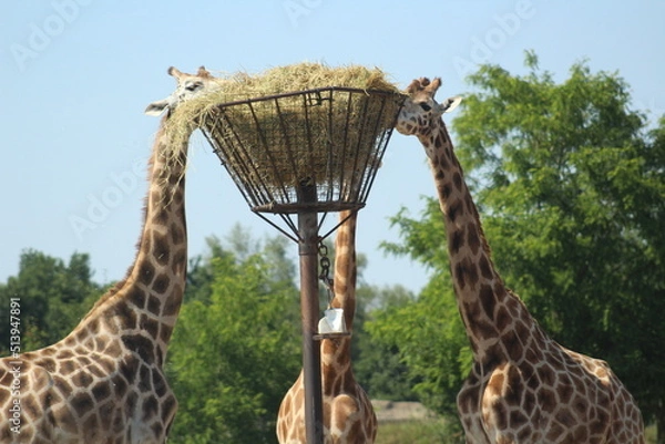 Fototapeta giraffe eating