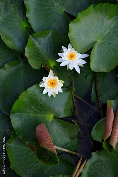 Fototapeta 真上からスイレン