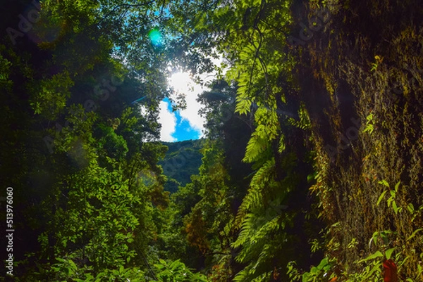 Obraz sun shining through the forest