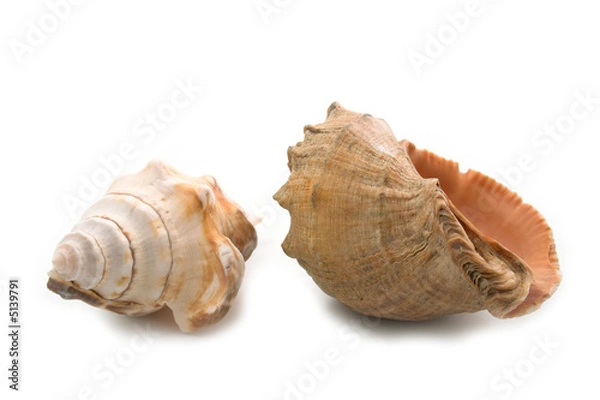 Fototapeta two shells isolated