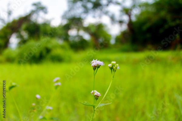 Fototapeta flowers in the meadow