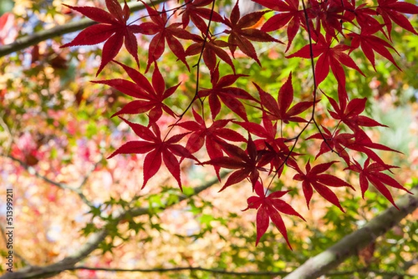 Fototapeta 京都永観堂の紅葉