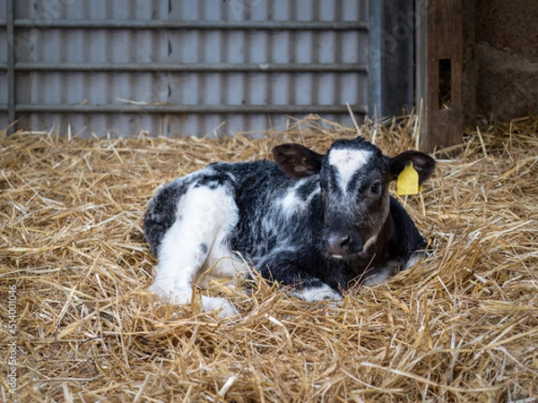 Obraz Young black and white Friesian calf in barn.