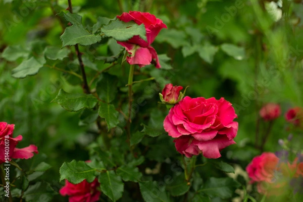 Fototapeta Red rose with a shade of pink on a background of green leaves