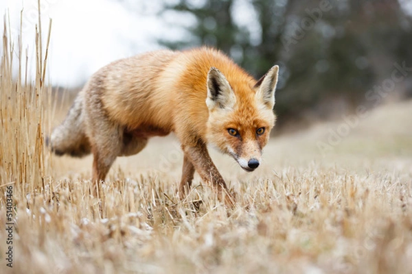Obraz red fox
