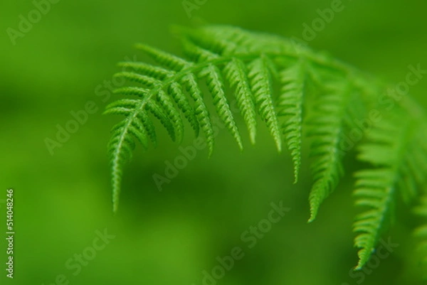 Fototapeta A gently green young fern twig on a blurry background, a ready-made screensaver or background.