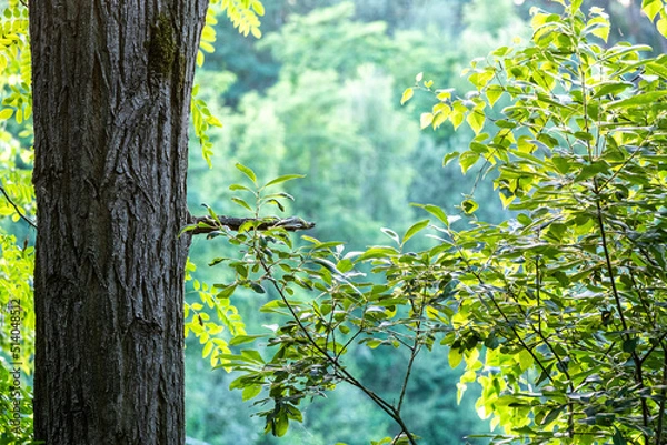 Obraz Wald Blätter Bäume Zweige