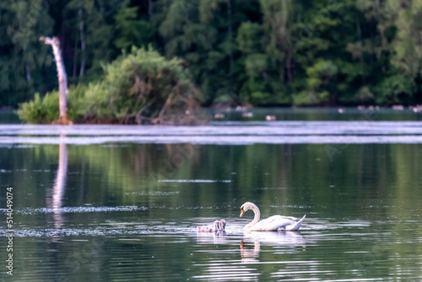 Obraz Schwan See Junge