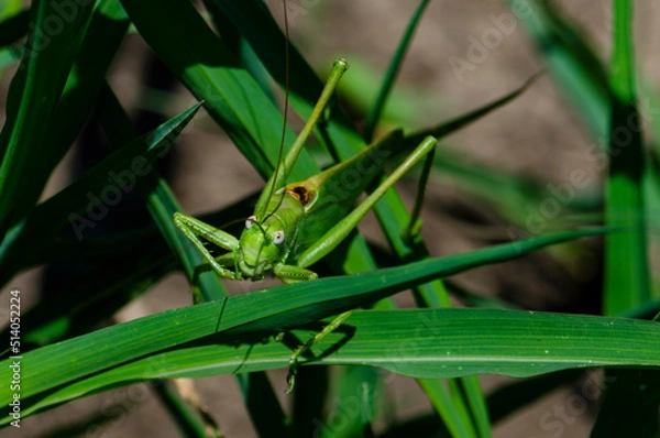 Fototapeta Locusts on wheat grain. Damage to the entire grain harvest. Devours everything in its path. Farmers' losses. A series of pictures.