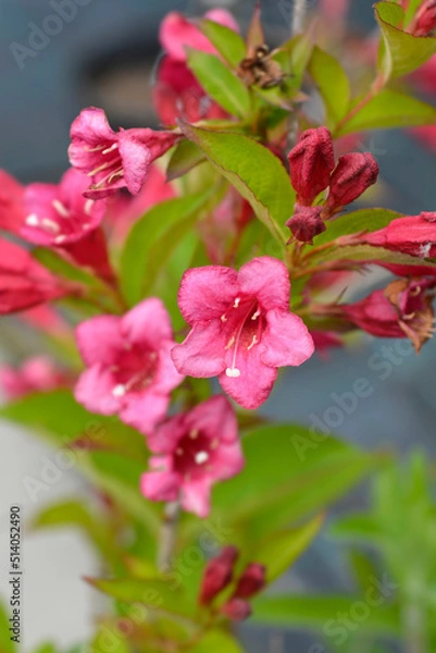 Fototapeta Old-fashioned weigela