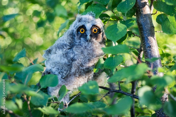 Fototapeta Owl chick in the green foliage of trees