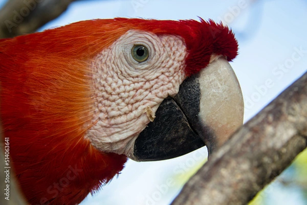 Fototapeta red parrot